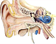 Corte transversal del oído