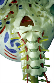arteria vertebral 