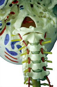 arteria vertebral